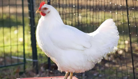 ��ƽ���������е�Ӫ����ƽ�������Щ��������������