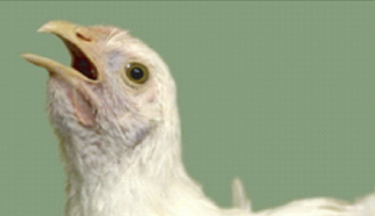 ���� | ��������⼦ѬȾ�Ժ���������������������