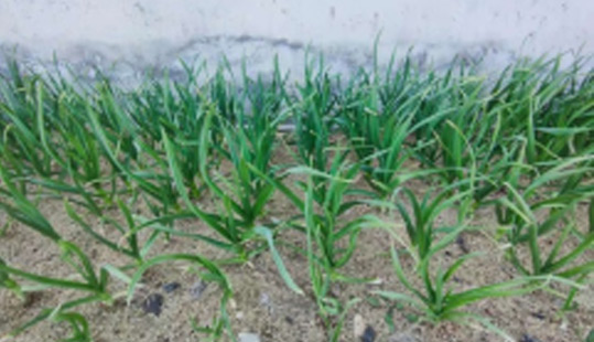 ����ɫ ��Э������jiuyou.com��������